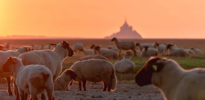 The Véloscénie: a 450 km route from Paris to Mont Saint-Michel | An easy getaway along the greenways from the south of the Manche to Mont Saint-Michel. Véloscénie photo credit: OTMSMN Jim Prod 1080h.jpg An easy getaway along the greenways of southern Manche to Mont Saint-Michel – Veloscenie, photo credit: OTMSMN Jim Prod 1080h.jpg